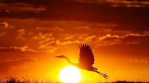 гр. Ори! Зона! - Журавли (Remix)