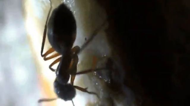 As Formigas смотреть онлайн