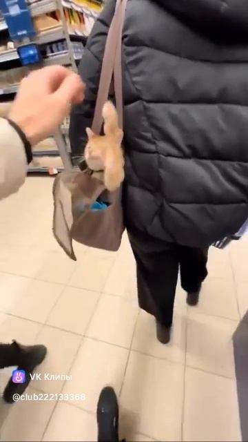Рыжий котик в сумке, отбивается лапкой, играет. Милота, красота, смешные котики.