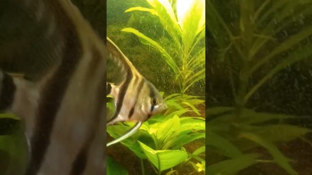 Скалярии на икре. смотреть онлайн