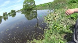 ДА СКОЛЬКО ЖЕ ТУТ КАРАСЯ???