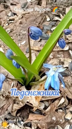 Весна! Подснежники во дворе! Красивая дата 25.03.25 год . Саратов.
