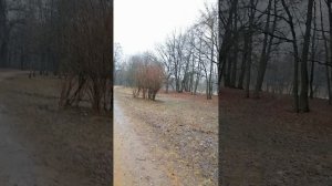 Парки красносельском района, собачники и прохожие
