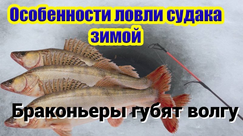 ЛОВИЛИ ОКУНЯ А ПОЙМАЛИ СЕТЬ С СУДАКАМИ. Браконьеры в Твери на Волге/Мега улов судака