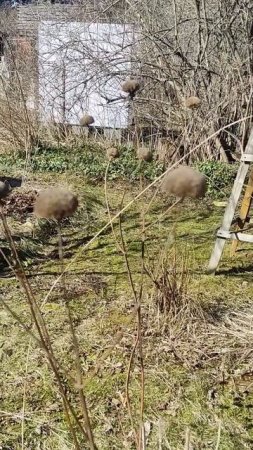 Март. Дача. Открытие сезона #ольга_дом_и_дача #дачакакесть #garden