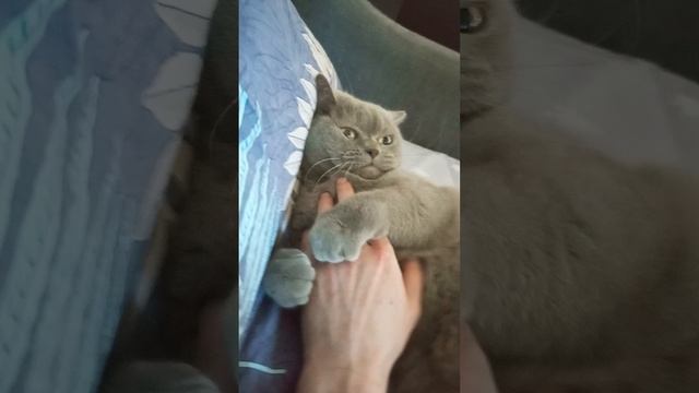 Братья наши меньшие