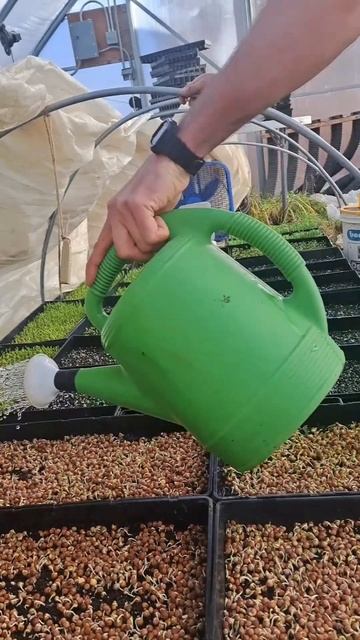 The Life of a Pea Shoot. #farming #winter #food #foodie #garden #gardening #yummy #eating #health смотреть онлайн