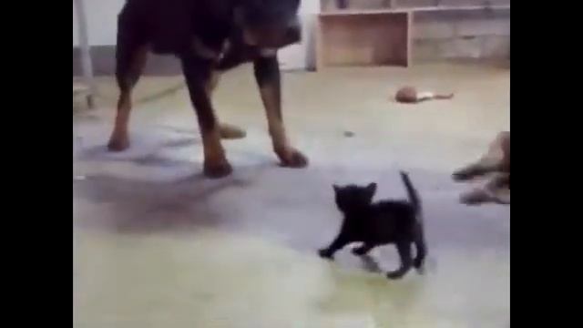 Маленький котенок ганяет огромную собаку Прикол смотреть онлайн