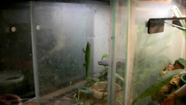 How to Catch a Day Gecko смотреть онлайн