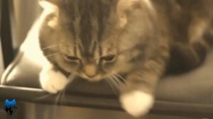 Рацион питания британцев по возрасту