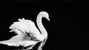 Swan Lake - Spivakovski