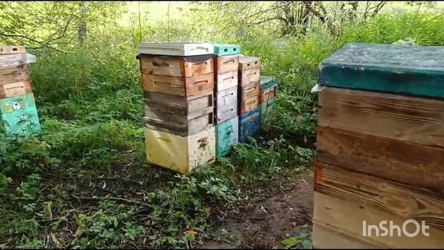 Пасека пчеловода Павла Ананьева.