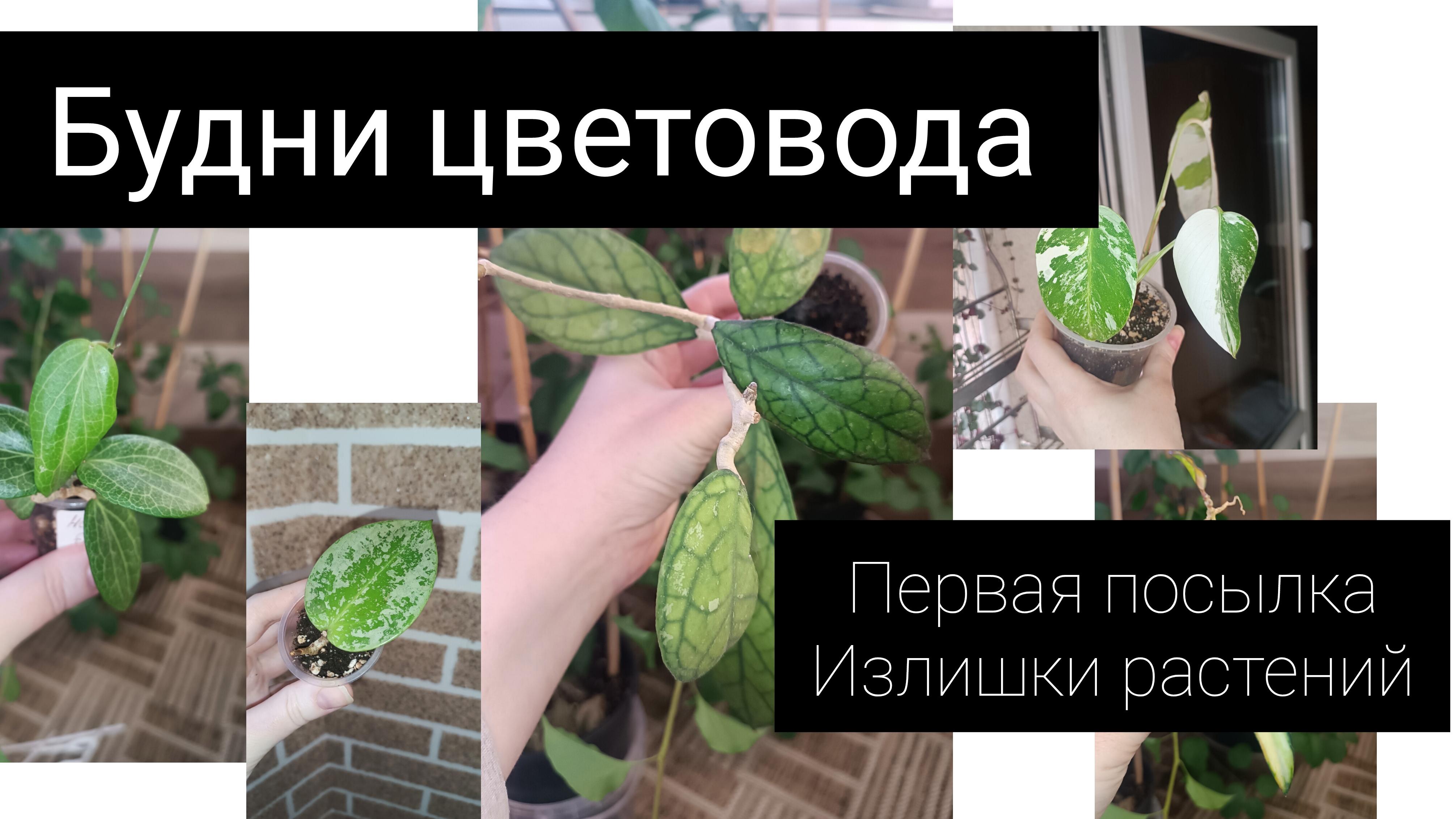 будни цветовода// посадки// излишки