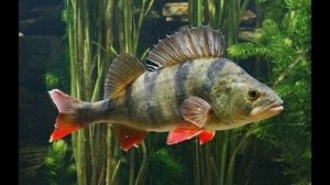 РЫБА ОКУНЬ.Рассказ о ней