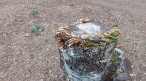 Трутовики на березовом пне.