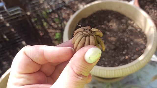 Ранункулюс или Лютик Азиатский смотреть онлайн