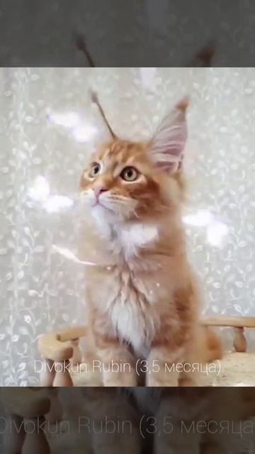 ДивоКун Рубин (3,5 месяца) Рыжий котёнок мейн-кун смотреть онлайн
