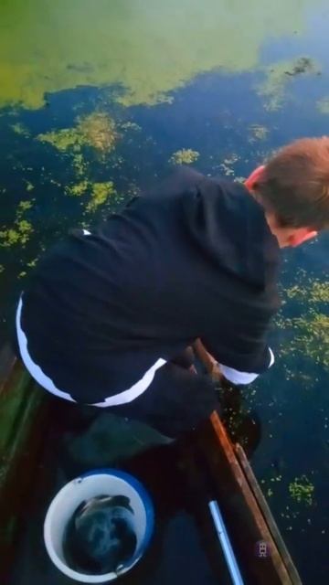 три карася #2024 #fishing #рыбалка #поймалотпусти #карась смотреть онлайн