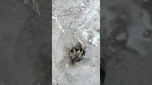 Стрим ядовитый ТАРАНТУЛ на поле в Тамбове