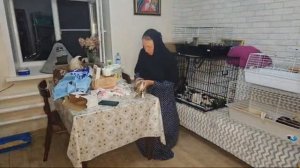 Монастырские кошки в прямом эфире