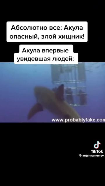 мемы