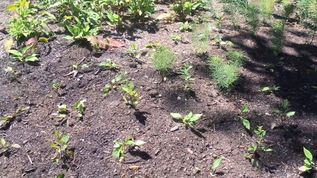 Roy On The Move - Roy Returns To The Piet Oudolf Garden Planted In June Episode #61 смотреть онлайн