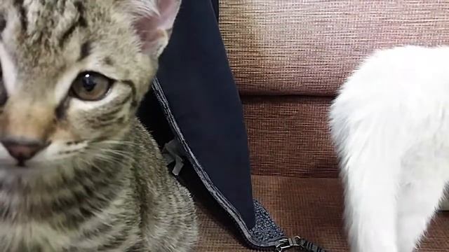 Cats playing sports jacket ( Кошки играют кофта ) смотреть онлайн