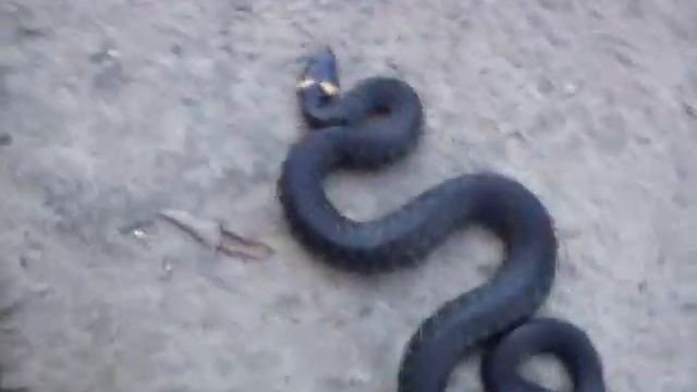 Я СЛОВИЛ УЖА. смотреть онлайн