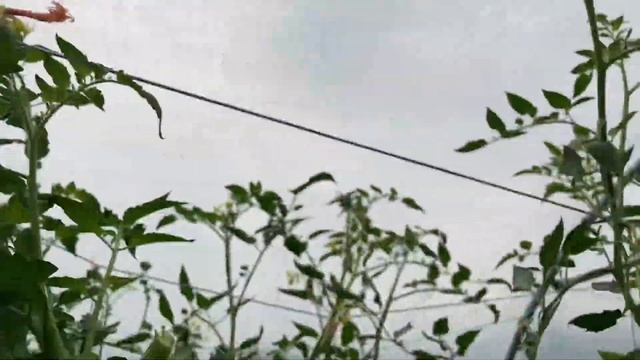 Why I grow blight resistant tomatoes in my polytunnel смотреть онлайн