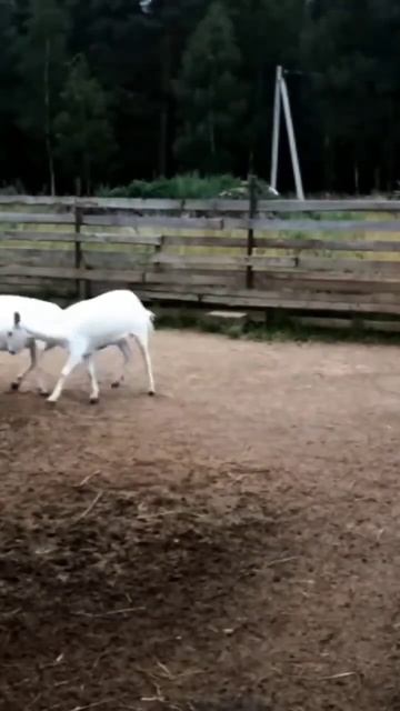 Козы бодаются. Зааненские козы. Ферма коз. #shorts