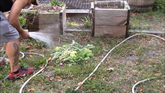 Harvesting And Storing Radishes, Uncovering The 4 Day Old Microgreens смотреть онлайн