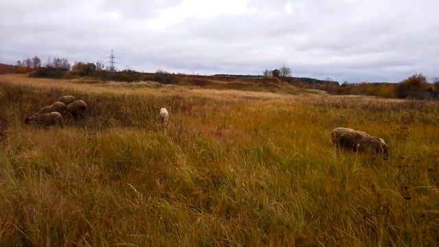 Молочные овцы.Двигаюсь к своей мечте. смотреть онлайн