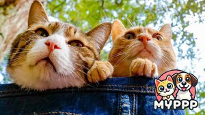 🐈 Кошачьи проделки! 😹 Эти пушистые проказники снова в деле!