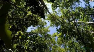 Звуки леса. Пение птиц.