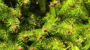 На природе -1 (слайд-шоу из моих фотографий)