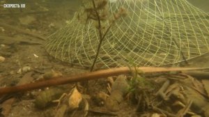 Ставлю раколовку под лёд. Реакция раков на чеснок и печень