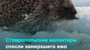 Ставропольские волонтеры спасли замерзшего ежа