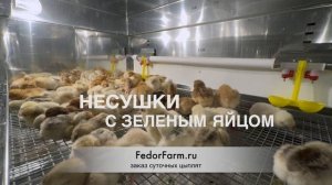 Несушки Доминант 459