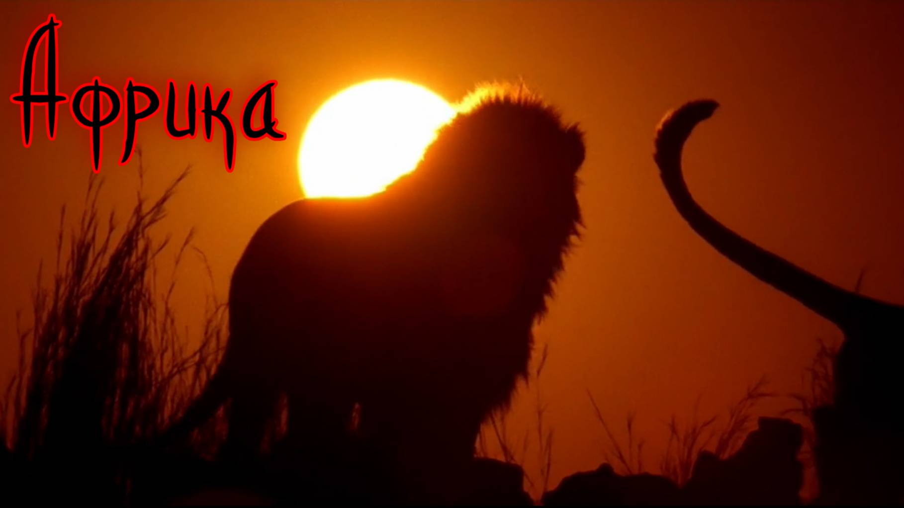 Нападение львов на сафари в Африке