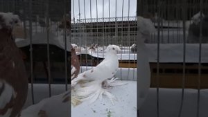 Узбекские двухчубые голуби Германии | Кадры из форума-выставки (Werlte, Germany) Usbekische tauben