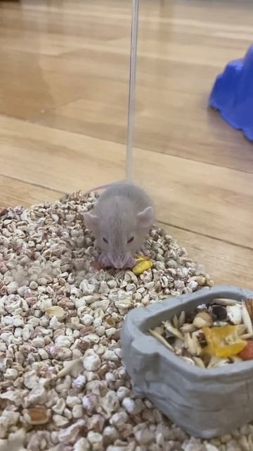 Мышонок Теслик смотреть онлайн