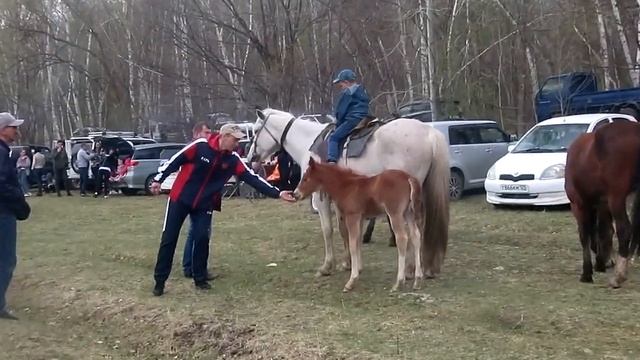 ПЕРВЫЙ КОННЫЙ СЛЁТ.Счастье рядом с лошадьми.