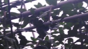 Лимон Ново-Зеландский.