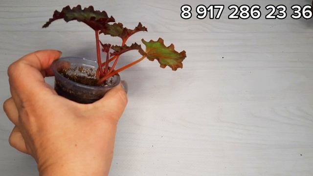 предлагаю деток декоративнолиственных бегоний. 2 часть красоты.