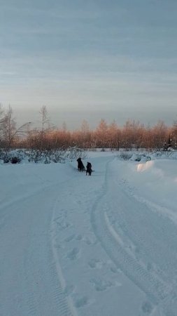 Утренняя прогулка собак