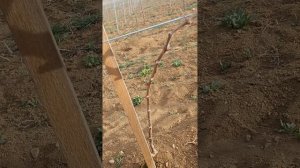 Маленькие Секреты Для начинающих Виноградарей!