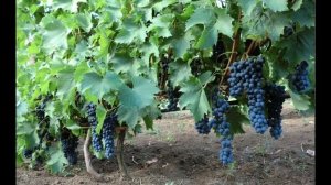 Вред чёрного винограда!