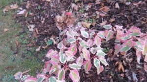 Cornus controversa 'Variegata' svída sporná