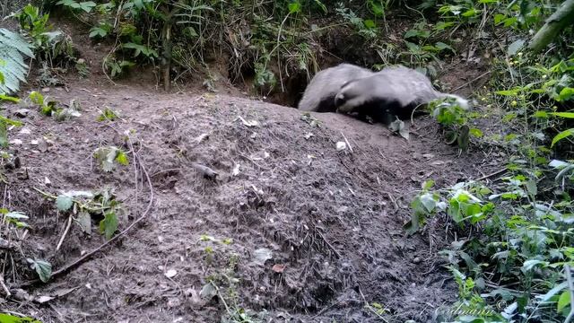 Хроники ГОРОДА БАРСУКОВ -22 смотреть онлайн