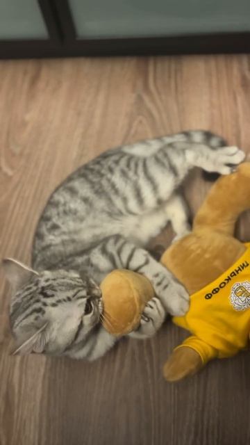 Медвежий бой 🐻😼 #cats #ilovemycat #видеоскотиками #cutecats #котенок #кошечка #kotomania #кот
